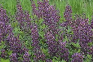 Baptisia 'Burgandy Blast' 